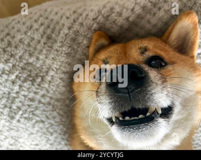 Nachdenklicher Shiba Inu mit einem traurigen Ausdruck, Kopf unter einer Decke. Die Stimmung ist nachdenklich und besinnlich. Hochwertige Fotos. Nahaufnahme. Kopierbereich Stockfoto