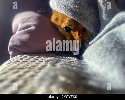 Nachdenklicher Shiba Inu mit einem traurigen Ausdruck, Kopf unter einer Decke. Die Stimmung ist nachdenklich und besinnlich. Hochwertige Nahaufnahmen. Kopierbereich verfügbar. Stockfoto