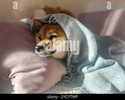 Nachdenklicher Shiba Inu mit einem traurigen Ausdruck, Kopf unter einer Decke. Die Stimmung ist nachdenklich und besinnlich. Hochwertige Nahaufnahmen. Kopierbereich verfügbar. Stockfoto