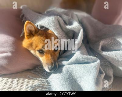 Nachdenklicher Shiba Inu mit einem traurigen Ausdruck, Kopf unter einer Decke. Die Stimmung ist nachdenklich und besinnlich. Hochwertige Nahaufnahmen. Kopierbereich verfügbar. Stockfoto