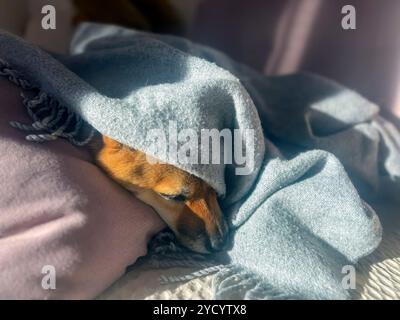 Nachdenklicher Shiba Inu mit einem traurigen Ausdruck, Kopf unter einer Decke. Die Stimmung ist nachdenklich und besinnlich. Hochwertige Nahaufnahmen. Kopierbereich verfügbar. Stockfoto