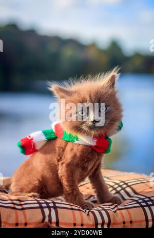 Kleines Kätzchen auf einem Spaziergang mit einem farbigen Schal. Das Kätzchen läuft. Haustier. Flauschige rauchige Katze mit Haarschnitt. Groommer Haarschnitt Katze. Stockfoto