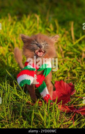 Kleines Kätzchen auf einem Spaziergang mit einem farbigen Schal. Das Kätzchen läuft. Haustier. Flauschige rauchige Katze mit Haarschnitt. Groommer Haarschnitt Katze. Stockfoto