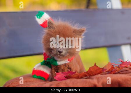 Kleines Kätzchen auf einem Spaziergang mit einem farbigen Schal. Das Kätzchen läuft. Haustier. Flauschige rauchige Katze mit Haarschnitt. Groommer Haarschnitt Katze. Stockfoto