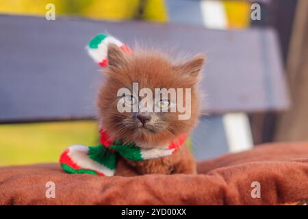Kleines Kätzchen auf einem Spaziergang mit einem farbigen Schal. Das Kätzchen läuft. Haustier. Flauschige rauchige Katze mit Haarschnitt. Groommer Haarschnitt Katze. Stockfoto