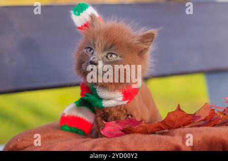 Kleines Kätzchen auf einem Spaziergang mit einem farbigen Schal. Das Kätzchen läuft. Haustier. Flauschige rauchige Katze mit Haarschnitt. Groommer Haarschnitt Katze. Stockfoto