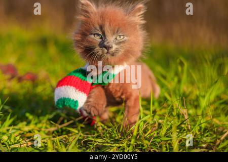 Kleines Kätzchen auf einem Spaziergang mit einem farbigen Schal. Das Kätzchen läuft. Haustier. Flauschige rauchige Katze mit Haarschnitt. Groommer Haarschnitt Katze. Stockfoto