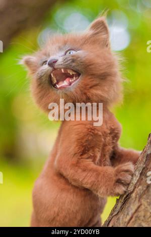 Kleines Kätzchen, das auf einem Baum sitzt. Das Kätzchen läuft. Haustier. Flauschige rauchige Katze mit Haarschnitt. Groommer Haarschnitt Katze. Stockfoto