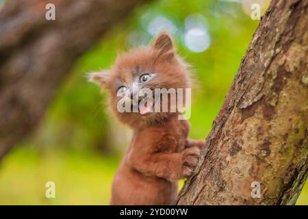 Kleines Kätzchen, das auf einem Baum sitzt. Das Kätzchen läuft. Haustier. Flauschige rauchige Katze mit Haarschnitt. Groommer Haarschnitt Katze. Stockfoto