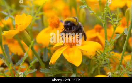 Hummel sammelt Nektar von einer gelben Blume. Hummel auf einer Blume. Kleines Insekt. Stockfoto