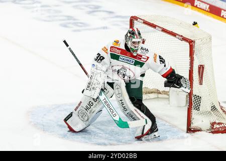 Strauss Mann (Augsburger Panther, 38) Penny DEL: D?sseldorfer EG - Augsburger Panther; D?sseldorf, PSD Bank Dome; 24.10.2024 Stockfoto