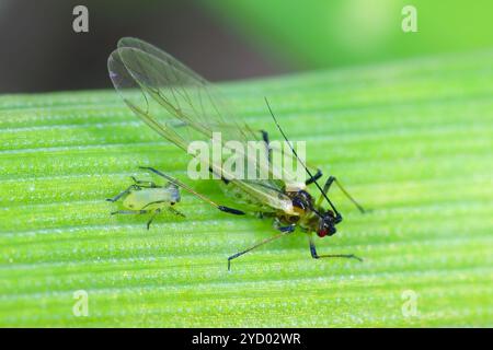 Getreideblattläuse Sitobion avenae geflügelte ausgewachsene Insekten und geborene jung auf einem Gerstenblatt im Herbst. Stockfoto