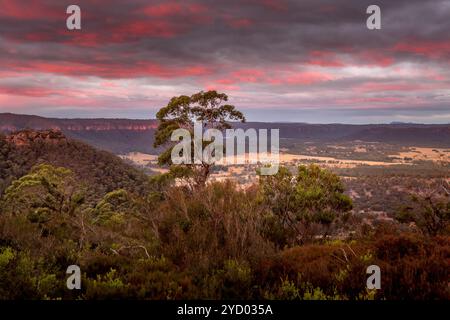 Sonnenuntergang und Blick von den Klippen mit Blick auf das Hartley Valley und darüber hinaus auf den Berg Victoria und die Blue Mountains. Ein feiner Gummibaum Stockfoto