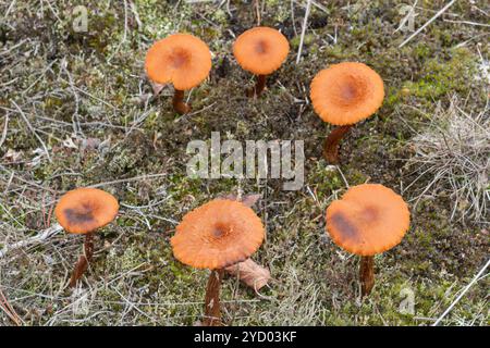 Laccaria laccata, Betrügerpilze oder Pilze, die auf sandiger Heide in Surrey, England, Vereinigtes Königreich, wachsen Stockfoto