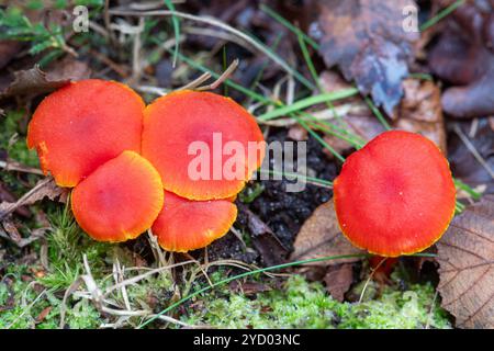 Vermieter Wachscaptpilze (Hygrocybe miniata), Gruppenklumpenhaufen der kleinen roten Pilze, Surrey, England, Vereinigtes Königreich, im Herbst Stockfoto