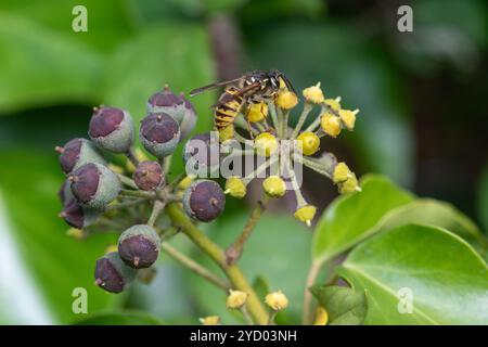 Wespe (Vespula vulgaris), die Ende Oktober oder Herbst auf Efeublüten (Hedera helix) nektariert, Surrey, England, Vereinigtes Königreich Stockfoto