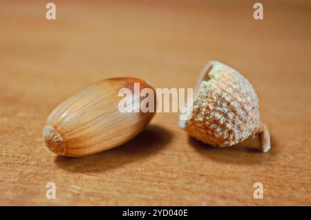 Makrofotografie einer Eichel mit braunem Hintergrund. Herbstfrucht. Stockfoto