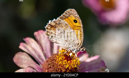 Schmetterling auf Blume Stockfoto
