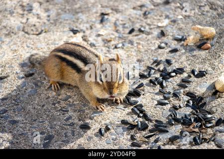 Chipmunk sieht uns an mit Sonnenblumenkernen und Erdnüssen auf dem Boden um ihn herum. Stockfoto