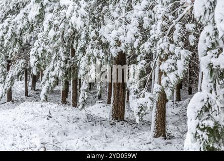 Evergreens bedeckt mit Neuschnee Stockfoto