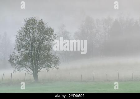 Ein großer Baum steht allein auf einem von Nebel umhüllten Feld. Ein Holzzaun erstreckt sich über das Feld im Vordergrund. Stockfoto