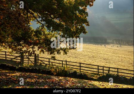 Herbstmorgen in Bilsdale, North Yorkshire, Großbritannien Stockfoto