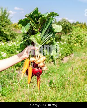 Ein Haufen frisches Gemüse in der Hand Stockfoto