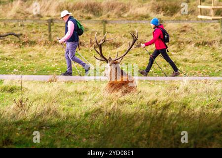 Im Tatton Park Knutsford Cheshire laufen Menschen während der Brunstsaison im Tatton Park Knutsford Cheshire an Rothirsch Cervus elaphus vorbei Stockfoto