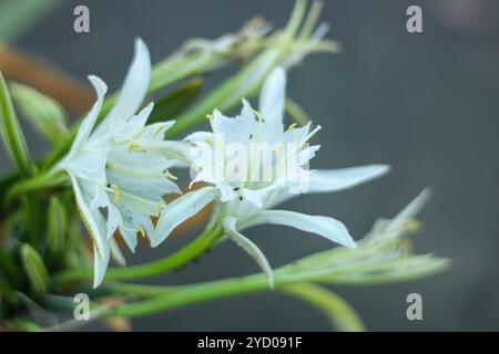 Blick auf die Sandlilie oder die Narzisse des Meeres. Pancratium maritimum, Wildpflanze blüht, weiße Blume, sandiger Strand Hintergrund. seerosilie. Stockfoto