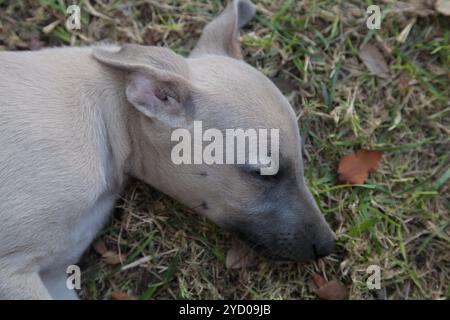 Der Welpe schläft im Gras Stockfoto