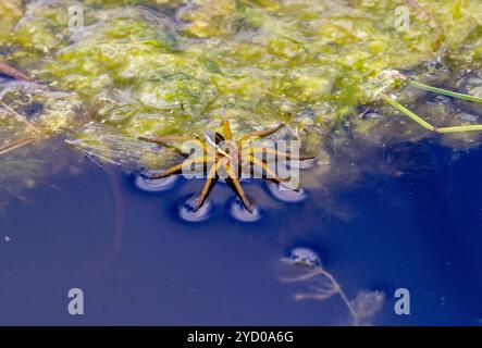 Sumpf oder Raft Spider Dolomedes fimbriatus, erwachsen auf der Wasseroberfläche im Whixall Moss National Nature Reserve in der Nähe von Whitchurch Shropshire Stockfoto