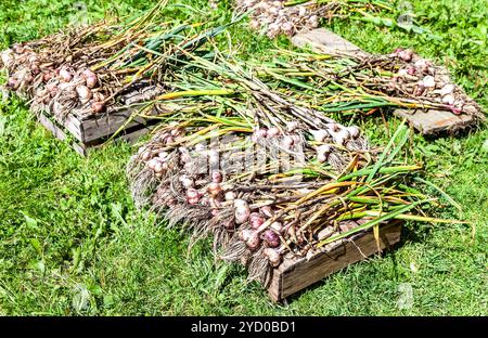 Frisch geerntete Knoblauchzwiebeln trocknen auf grünem Gras Stockfoto