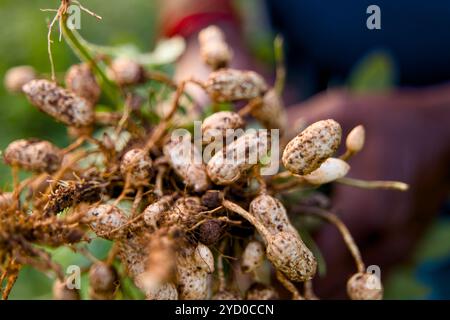 Nahaufnahme einer Handvoll Erdnüsse, frisch aus dem Boden gegraben, mit Erde, die noch an ihren Muscheln festhält. Stockfoto