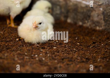Niedliche gelbe Küken, die sich auf einem Bett aus Erde schmiegen, machen eine Pause von der Erkundung der Farm. Stockfoto