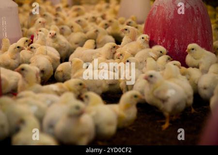 Ein Meer flauschiger Küken dröhnt sich in einer modernen Geflügelfarm zusammen und hebt landwirtschaftliche Praktiken und ethische Lebensmittelproduktion hervor. Stockfoto