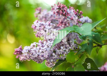 Ein Zweig aus blühendem Flieder. Lila Blumen. Blütenblätter einer blühenden Pflanze. Stockfoto