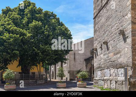 Säkularlinde (Tilia platyphyllos), die im 16. Jahrhundert vor der Stiftskirche Sant'Orso, Aosta, Aostatal, Italien gepflanzt wurde Stockfoto