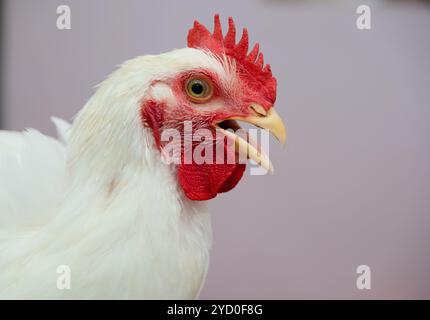 Auffällige Nahaufnahme eines weißen Hahns mit einem leuchtend roten Kamm, der seinen neugierigen Blick und seinen offenen Schnabel einfängt. Stockfoto