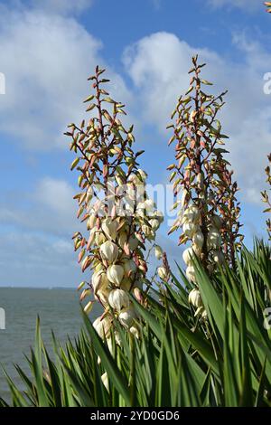 Weiße glockenförmige Herbstblumen von Yucca gloriosa oder spanischem Dolch UK Oktober Stockfoto