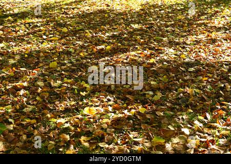 Ein Teppich aus goldenen, gefallenen Blättern in der Sonne im Oktober UK Stockfoto