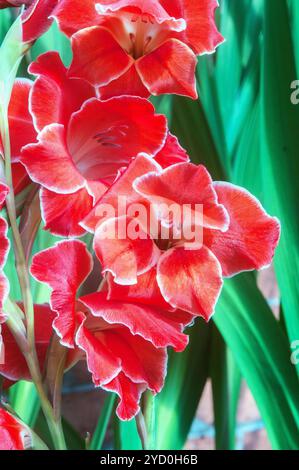 Nahaufnahme von orange-roten Blüten mit weißem Rand von Gladioli Atom vor einem Hintergrund von sommerblühenden kormösen Stauden, die halbhart sind Stockfoto