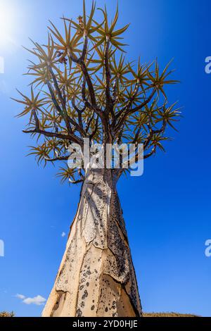 Schrullige Nahaufnahme der schuppigen Rinde eines Köcherbaums und Blick auf den Stamm zu den glatten Ästen, die sich oben in Gannabos Südafrika ausbreiten Stockfoto