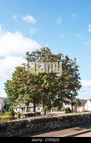 Sorbus aucuparia, Eberesche, Eberesche, Bild Beeren im Herbst. Hat dunkelgrüne Blätter im Sommer Rot oder Gelb drehen im Herbst. Stockfoto