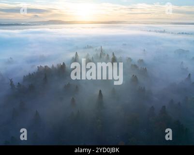 Am frühen Morgen driftet Nebel durch das malerische Willamette Valley, Oregon. Dieses bewaldete Gebiet liegt südlich der Stadt Portland im Pazifischen Nordwesten. Stockfoto