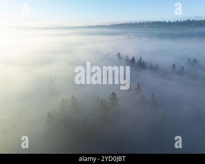 Am frühen Morgen driftet Nebel durch das malerische Willamette Valley, Oregon. Dieses bewaldete Gebiet liegt südlich der Stadt Portland im Pazifischen Nordwesten. Stockfoto