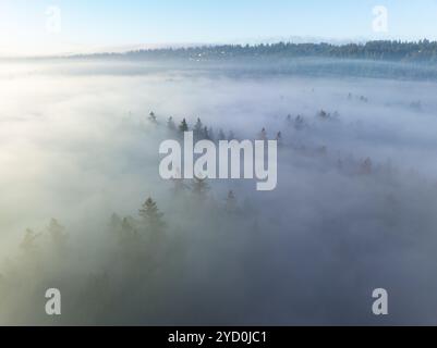 Am frühen Morgen driftet Nebel durch das malerische Willamette Valley, Oregon. Dieses bewaldete Gebiet liegt südlich der Stadt Portland im Pazifischen Nordwesten. Stockfoto