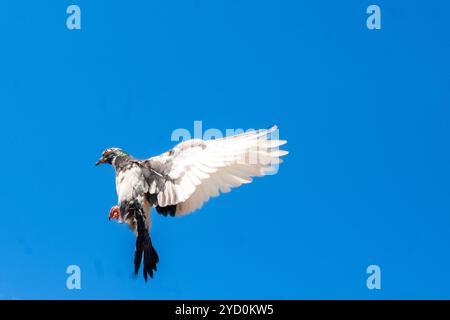 WILDTAUBE (Columba Livia) in Karamoja, Uganda Stockfoto