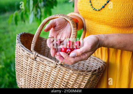 Bauernhände bieten an einem sonnigen Frühlingstag frisch gepflückte rote Kirschen mit Woven Basket an Stockfoto