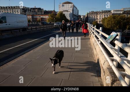 Ein einsamer Hund fährt an einem Herbstnachmittag über die Waterloo Bridge, London, England, Großbritannien Stockfoto