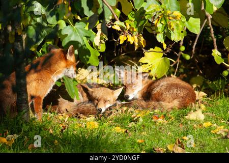 UK Weather, 24. Oktober 2024: Eine Familie von Füchsen genoss die herbstliche Sonne in einem Londoner Garten, wobei das sonnige Wetter nächste Woche nach einem Duschzauber wieder auftauchte. Diese Jungfüchse waren Teil eines Wurfs von fünf, die im März geboren wurden. Quelle: Anna Watson/Alamy Live News Stockfoto